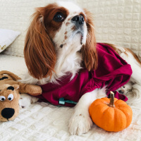 Cavalier King Charles Spanieli, Köpek  seker fotoğrafı