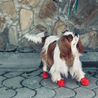 Cavalier King Charles Spanieli, Köpek  seker fotoğrafı