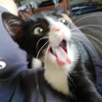 Tekir Kedi, Kedi  Zeus fotoğrafı