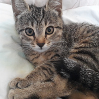 Tekir Kedi, Kedi  Ceku fotoğrafı