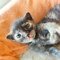 Tekir Kedi, Kedi  Hurma fotoğrafı