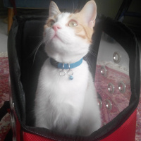 Sarman, Kedi  Eşref fotoğrafı