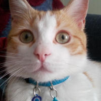 Sarman, Kedi  Eşref fotoğrafı