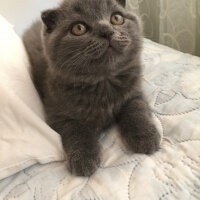 Scottish Fold, Kedi  Yoda fotoğrafı