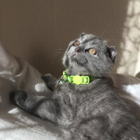 Scottish Fold, Kedi  Yoda fotoğrafı