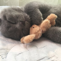 Scottish Fold, Kedi  Yoda fotoğrafı