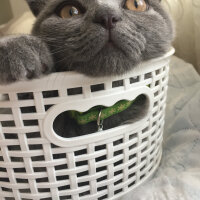 Scottish Fold, Kedi  Yoda fotoğrafı