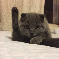 Scottish Fold, Kedi  Yoda fotoğrafı