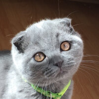 Scottish Fold, Kedi  Yoda fotoğrafı