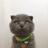 Scottish Fold, Kedi  Yoda fotoğrafı