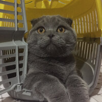 Scottish Fold, Kedi  Yoda fotoğrafı