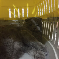 Scottish Fold, Kedi  Yoda fotoğrafı