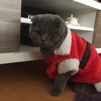 Scottish Fold, Kedi  Yoda fotoğrafı