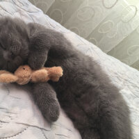 Scottish Fold, Kedi  Yoda fotoğrafı