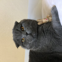 Scottish Fold, Kedi  Yoda fotoğrafı