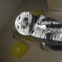 Scottish Fold, Kedi  Yoda fotoğrafı