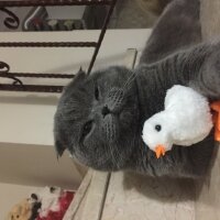 Scottish Fold, Kedi  Yoda fotoğrafı