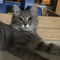 Maine Coon, Kedi  Bobi fotoğrafı