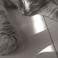 Maine Coon, Kedi  Bobi fotoğrafı