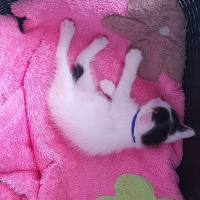 Tekir Kedi, Kedi  Doru fotoğrafı