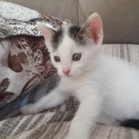 Tekir Kedi, Kedi  Doru fotoğrafı