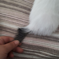 Tekir Kedi, Kedi  Doru fotoğrafı