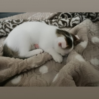 Scottish Fold, Kedi  Leydi fotoğrafı