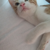 Tekir Kedi, Kedi  İsmi yok fotoğrafı