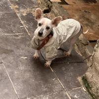 Maltese, Köpek  Alice fotoğrafı