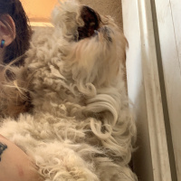 Maltese, Köpek  Alice fotoğrafı