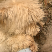 Maltese, Köpek  Alice fotoğrafı