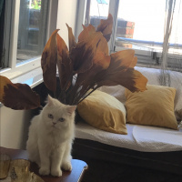 Chinchilla, Kedi  River fotoğrafı