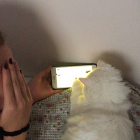 Chinchilla, Kedi  River fotoğrafı