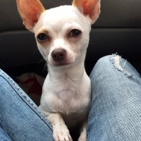 Chihuahua, Köpek  Eros fotoğrafı