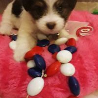 Maltese, Köpek  Tina fotoğrafı