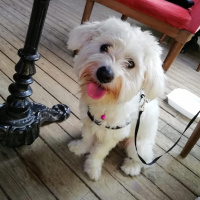 Maltese, Köpek  Kuzu Minky fotoğrafı