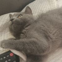 British Shorthair, Kedi  Prenses fotoğrafı