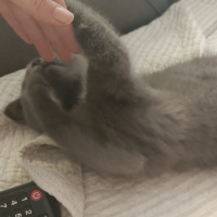 British Shorthair, Kedi  Prenses fotoğrafı