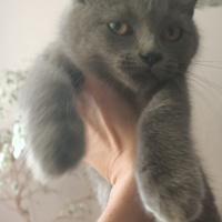 British Shorthair, Kedi  Prenses fotoğrafı