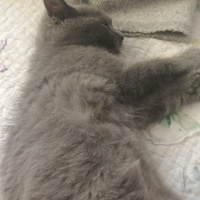 British Shorthair, Kedi  Prenses fotoğrafı