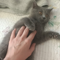 British Shorthair, Kedi  Prenses fotoğrafı
