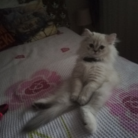 Chinchilla, Kedi  şeker fotoğrafı