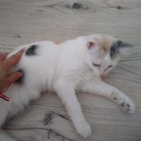 Tekir Kedi, Kedi  Prenses fotoğrafı