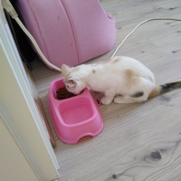 Tekir Kedi, Kedi  Prenses fotoğrafı