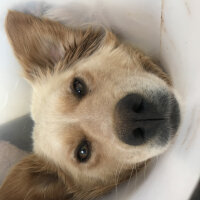 Golden Retriever, Köpek  Pamuk fotoğrafı