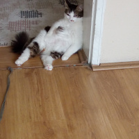 Norwegian Forest, Kedi  Hero fotoğrafı