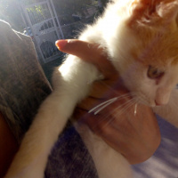 Sarman, Kedi  Pamuk fotoğrafı