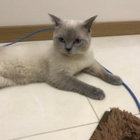 Scottish Fold, Kedi  Ares fotoğrafı