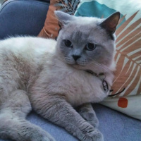 Scottish Fold, Kedi  Ares fotoğrafı