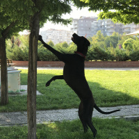 Great Dane (Danua), Köpek  Nyx fotoğrafı